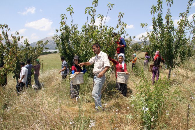 buyuksehir-kiraz-hasadi-yapan-ureticilerin-sorunlarini-dinledi-(6).jpg