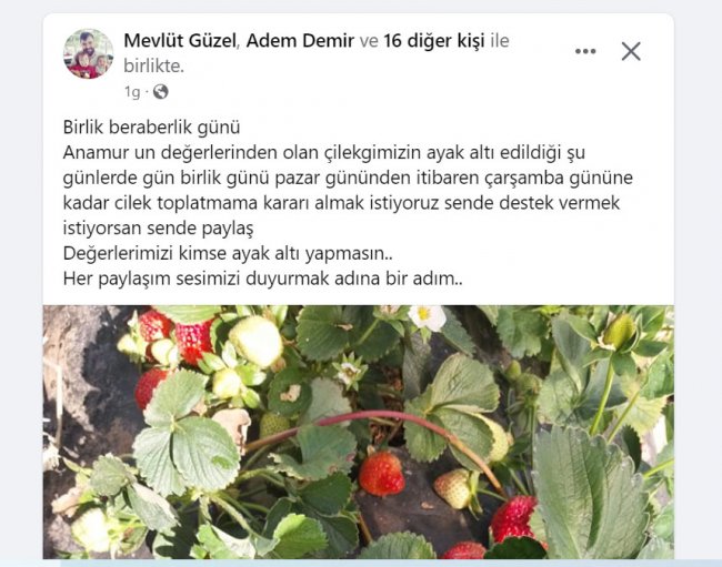 cilek2.jpg