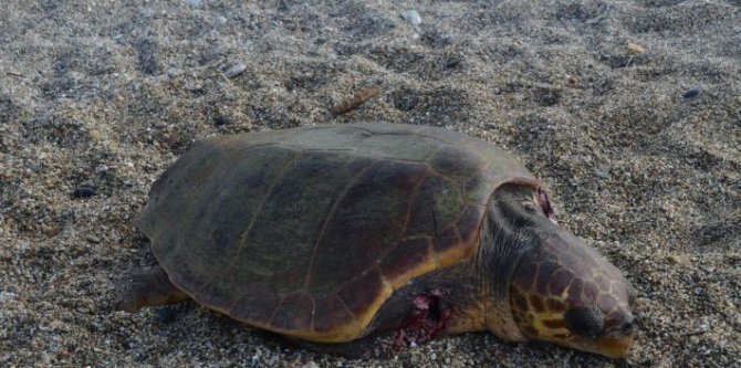 karaya-cikan-caretta-carettaya-kopekler-saldirdi_2anamurlular.com.jpg