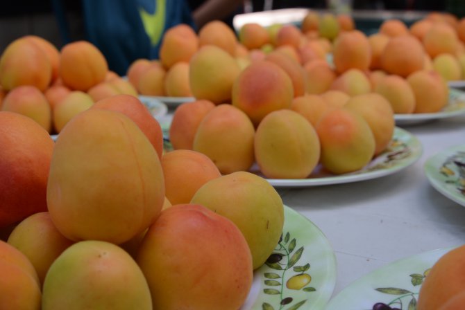 mut-ta-kayisi-fest-val--co-kusu-(6).jpg