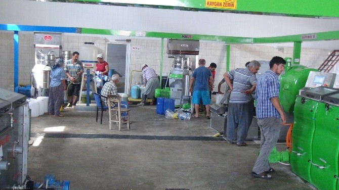 zeytin-ureticisi-altin-yilini-yasayacak_3b1625c.jpg